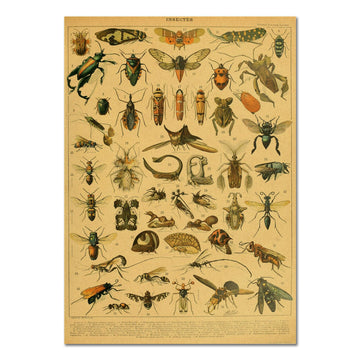 Plakat z insektami na vintage papierze kraftowym