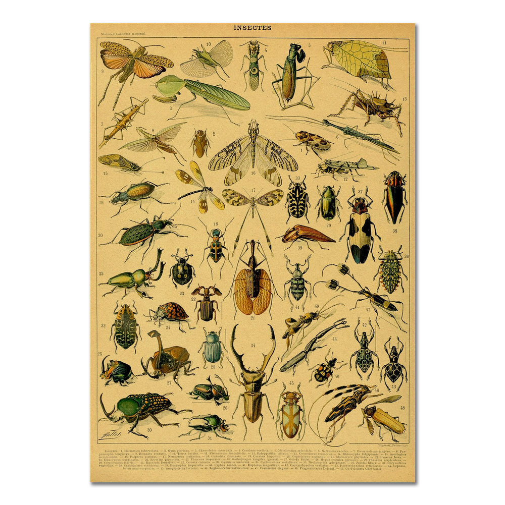 Plakat z insektami na vintage papierze kraftowym
